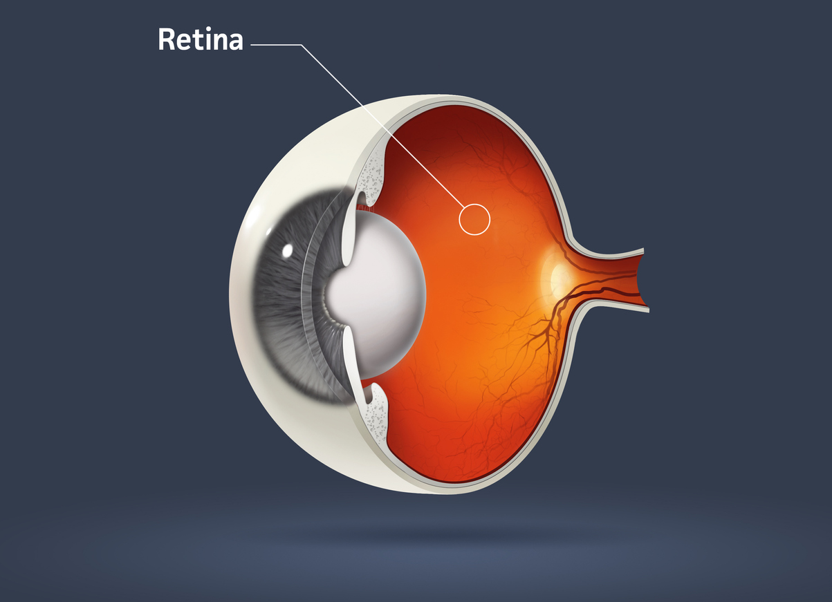 Illustrated sliced eyeball retina diagram